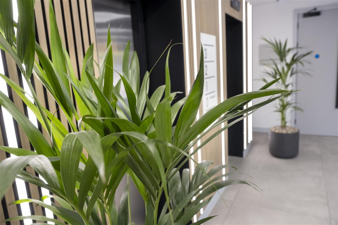 A verdant close-up of lush green plants graces a modern hallway adorned with wooden slats. Two elevators stand visible in the background alongside a potted plant and doorway, cultivating a serene and stylish atmosphere.