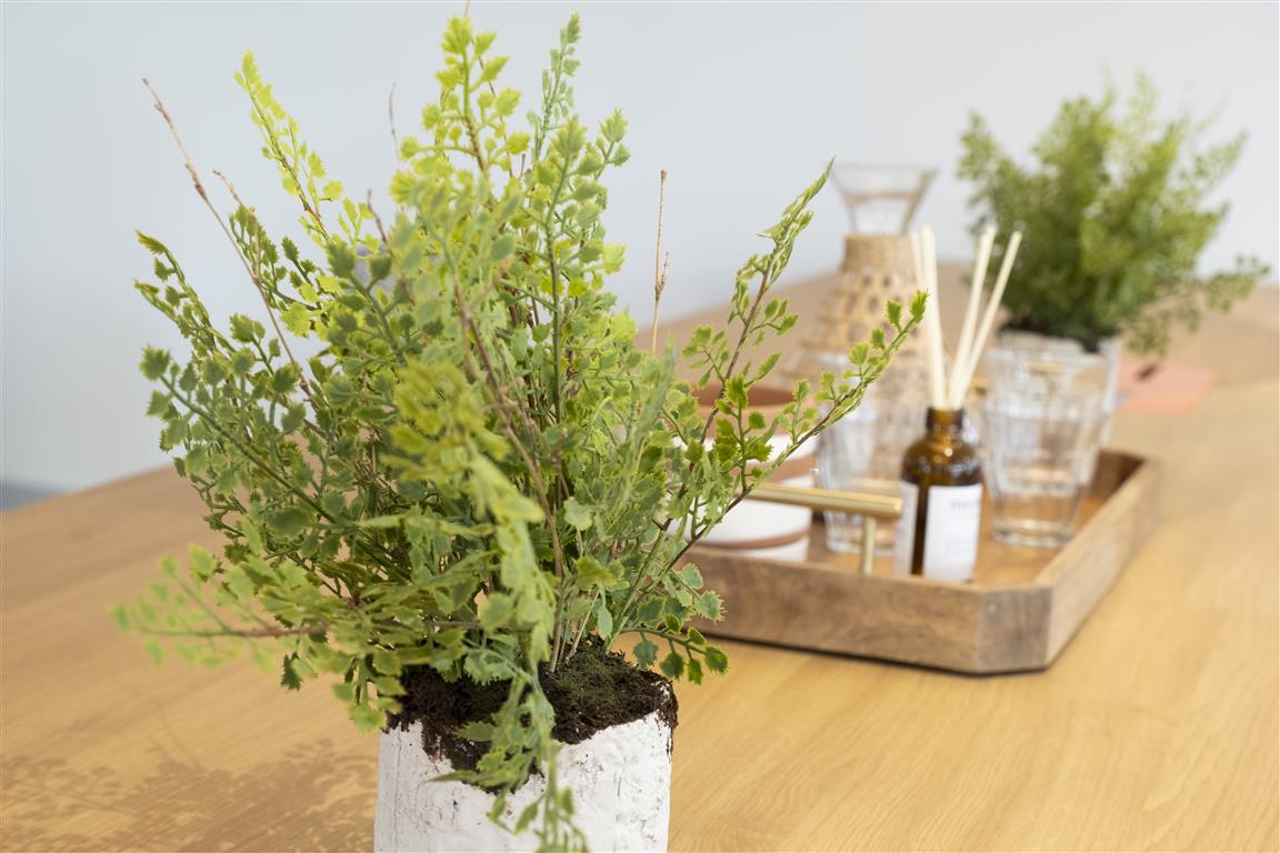 A verdant potted plant with green leaves sits on a wooden table. In the background, a wooden tray holds glass bottles, a jar with thin sticks, and a woven basket, creating a minimalist and natural decor setting.