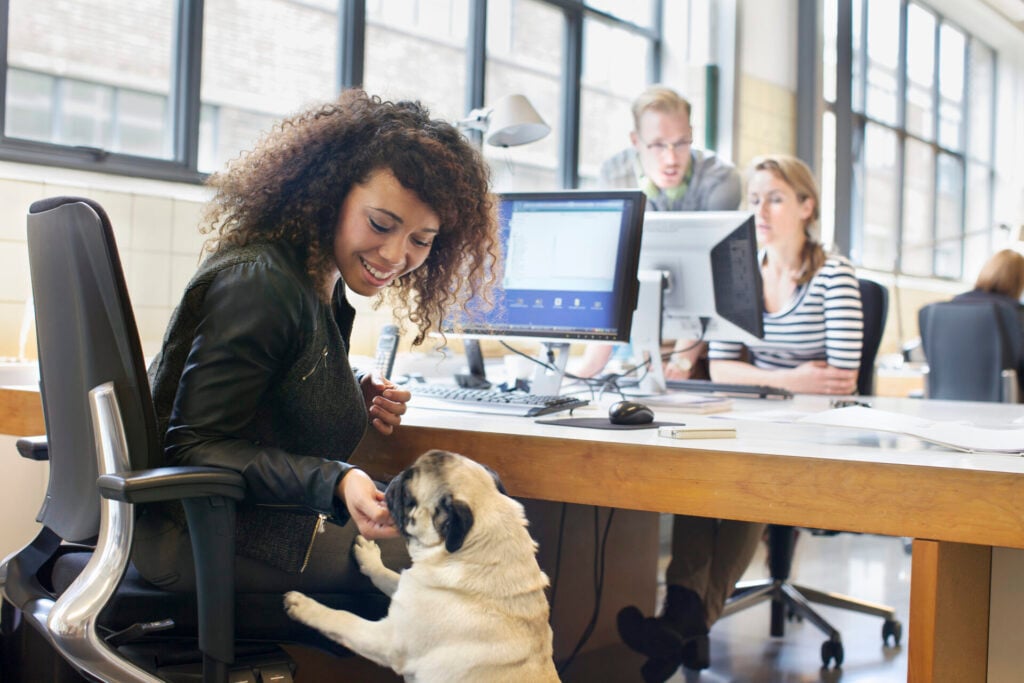 3 Pet-Friendly Office Spaces in Edinburgh- Virtualoom